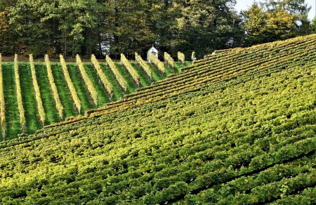 Leutschacher Weinberge